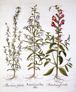 SnapdragonsまたはAntirrhinums、Hortus Eystettensis、Basil Besler（1561-1629）、パブ。 1613（手描きの彫刻） 作： German School
